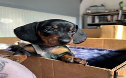 Dachshund dogs for sale: 2 Sausage dog female puppies for sale - Image 11