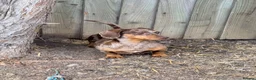 Miniature Dachshund dogs for sale: Beautiful miniature dachshund pups.  - Advert 28