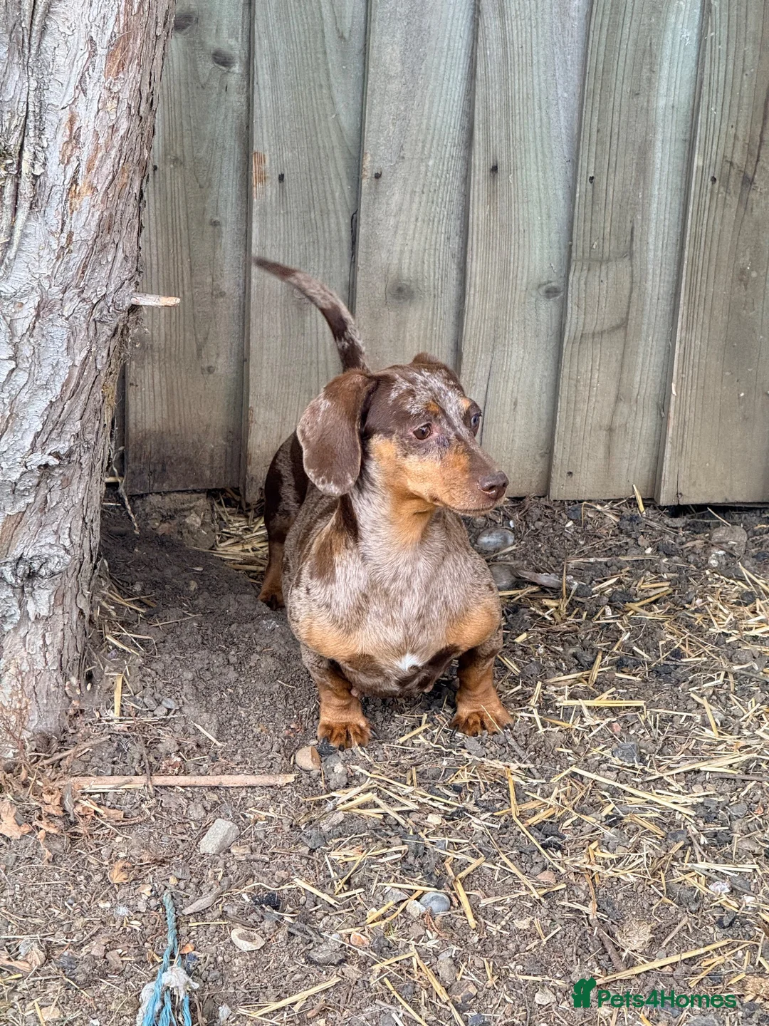 Miniature Dachshund dogs for sale: Beautiful miniature dachshund pups.  - Advert 28