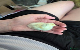 Chickens poultry for sale: Tiny Serama chicks (world's smallest chicken) - Image 10