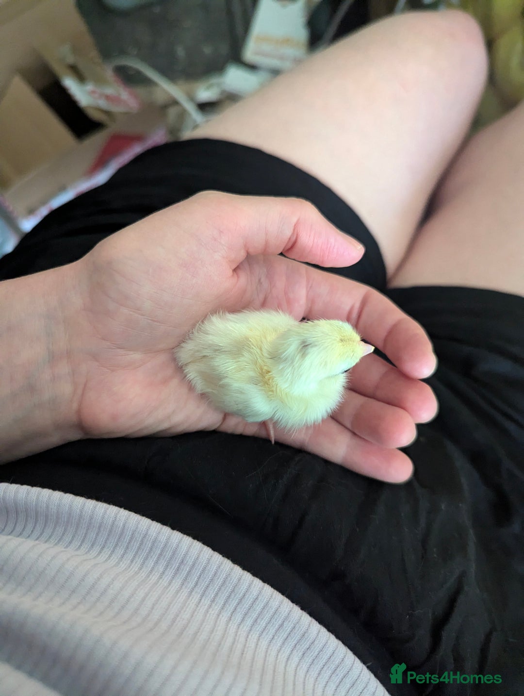 Chickens poultry for sale: Tiny Serama chicks (world's smallest chicken) - Image 10
