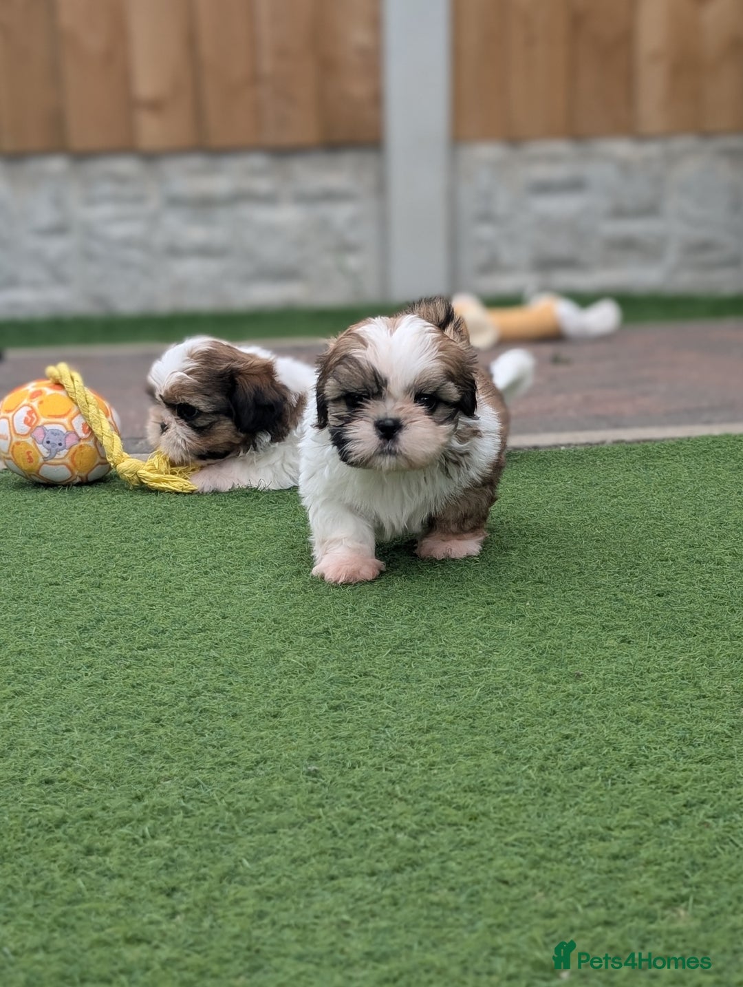 Shih Tzu dogs for sale: Beautiful Puppies From Show Lines  - Image 5