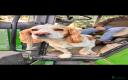 Cocker Spaniel dogs for sale: Cocker Spaniel Puppies for sale  - Advert 4