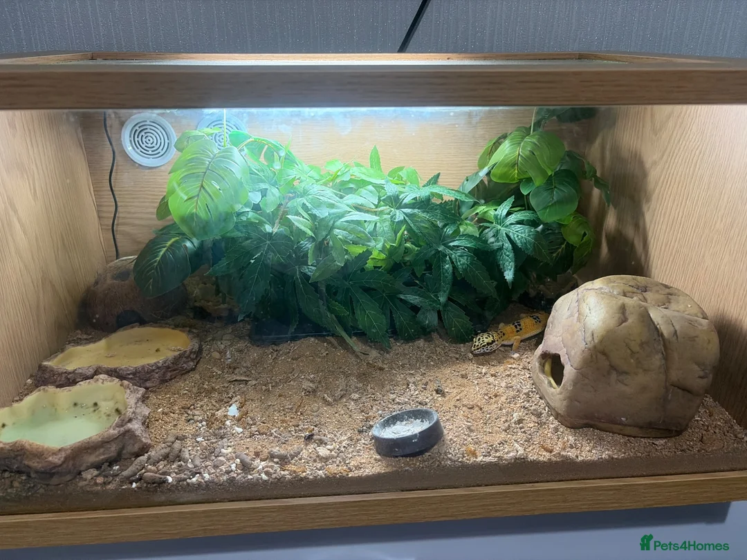 Leopard Gecko reptiles for sale: leapard gecko full set up  in Ipswich - Advert 2