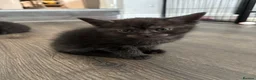 Mixed Breed cats for sale: Maincoon cross Siamese in Ilkeston - Advert 5
