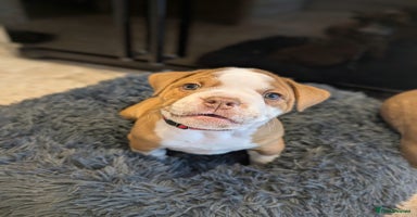 Olde English Bulldogge dogs - Advert 2