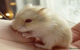 Hamster rodents for sale: Russian Dwarf Hamster  - Image 1