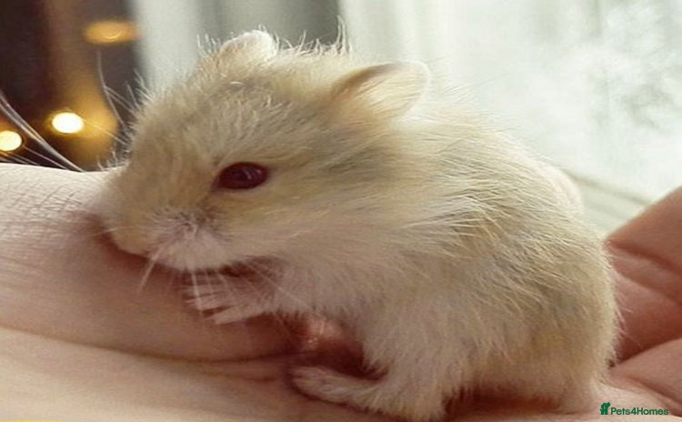 Hamster rodents - Advert 1