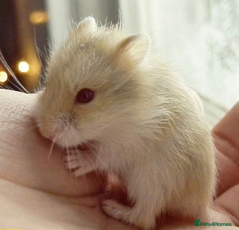 Hamster rodents - Advert 2
