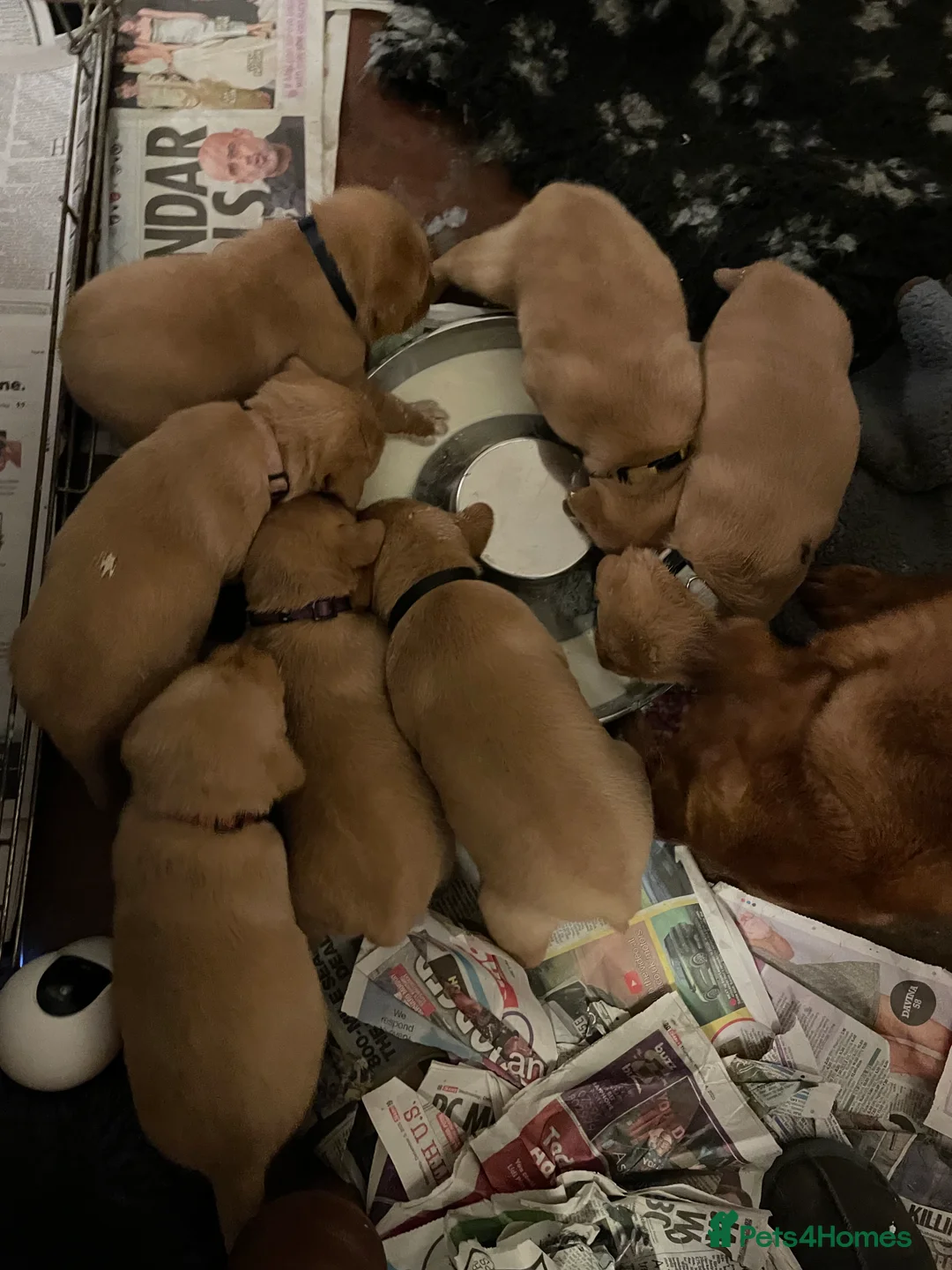 Labrador Retriever dogs for sale: Beautiful Fox Red Labrador Puppies  - Advert 12