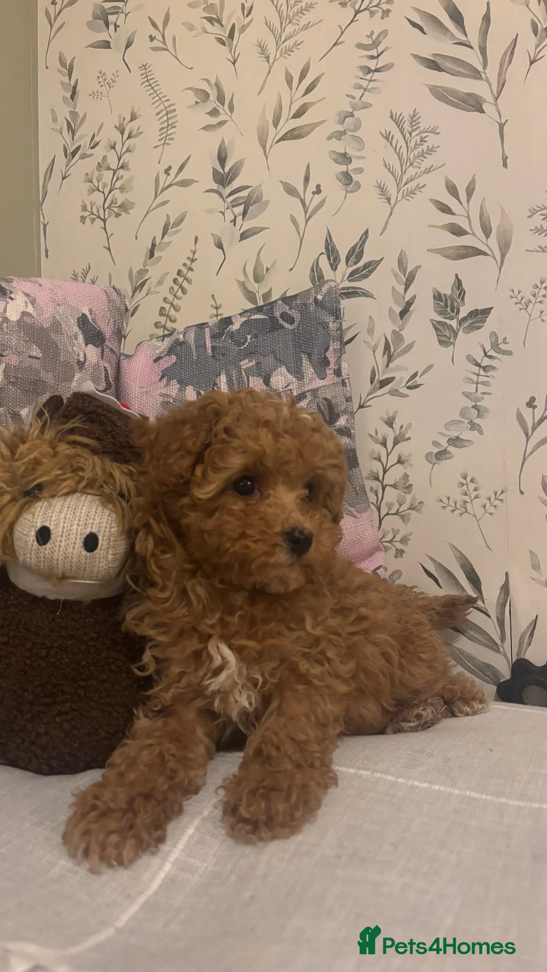 Maltipoo dogs for sale: 2 Maltipoo puppies looking for forever homes - Advert 6