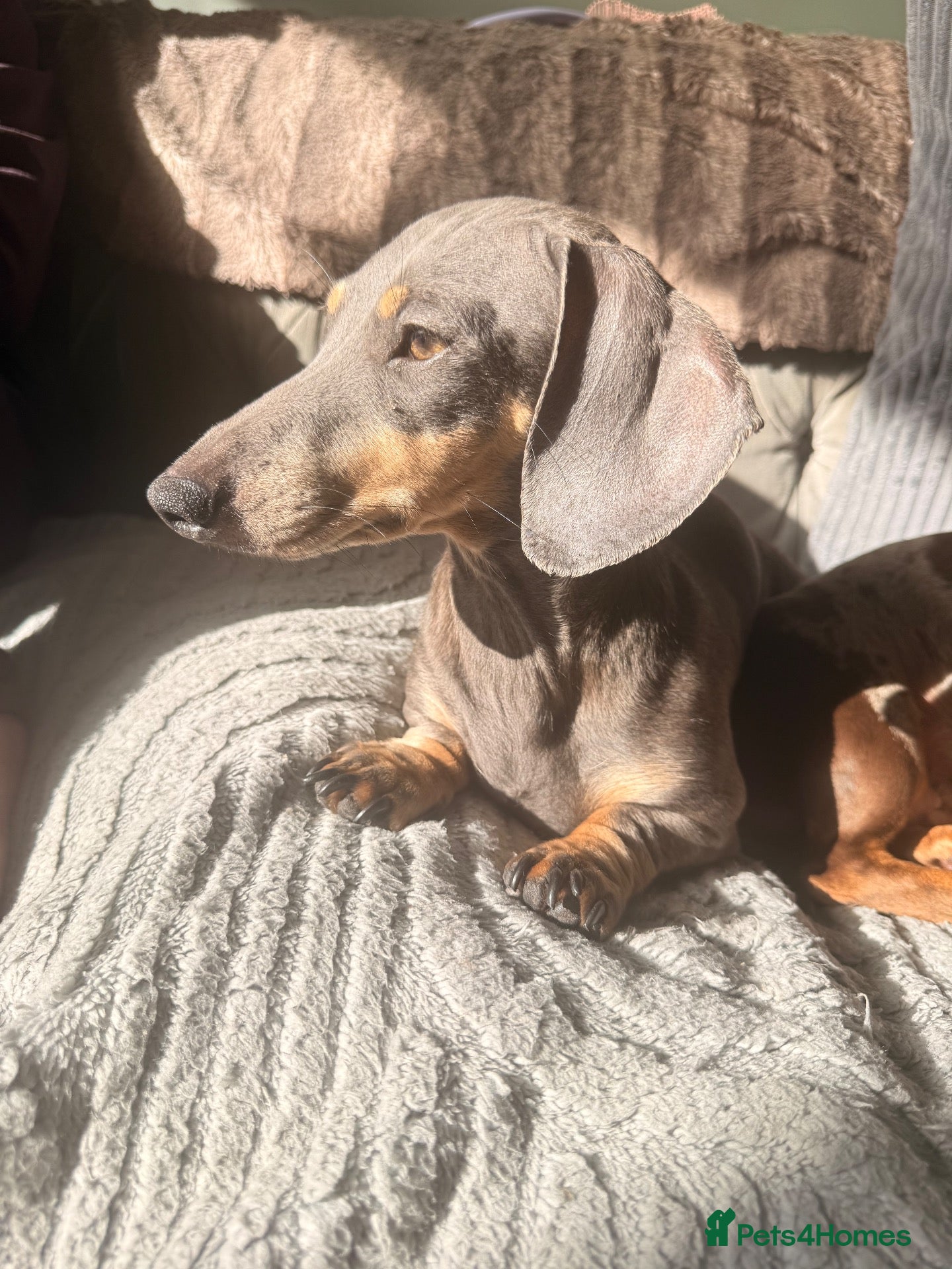 Dachshund dogs Dashaund  - Advert 1