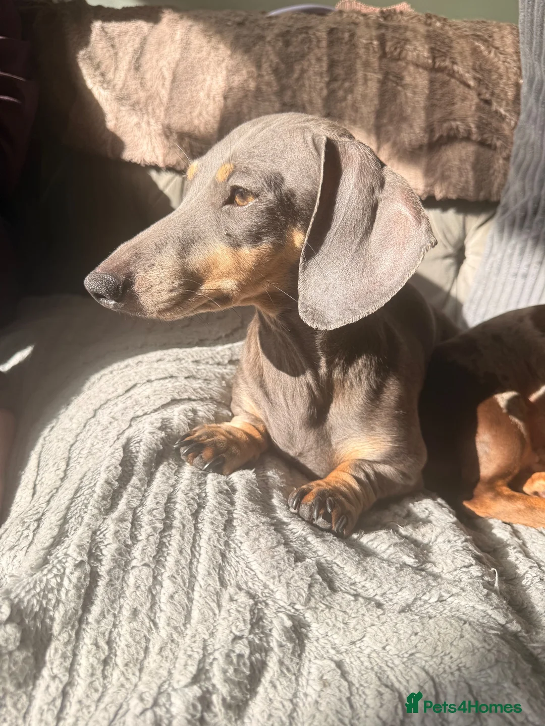 Dachshund dogs for sale: Dashaund  - Advert 1