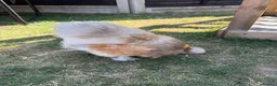 Chickens poultry for sale: Purebred silkie cockerel.  - Advert 2