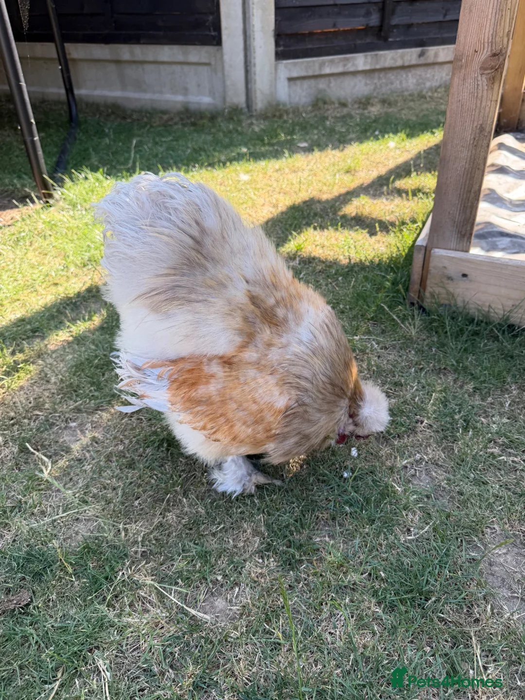 Chickens poultry for sale: Purebred silkie cockerel.  - Advert 2