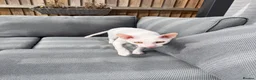 Cornish Rex cats for sale: 2 beautiful Cornish Rex boys - Advert 3