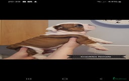English Bulldog dogs for stud: Apollo 1 bulldog HUU clear stud boy in York - Image 16