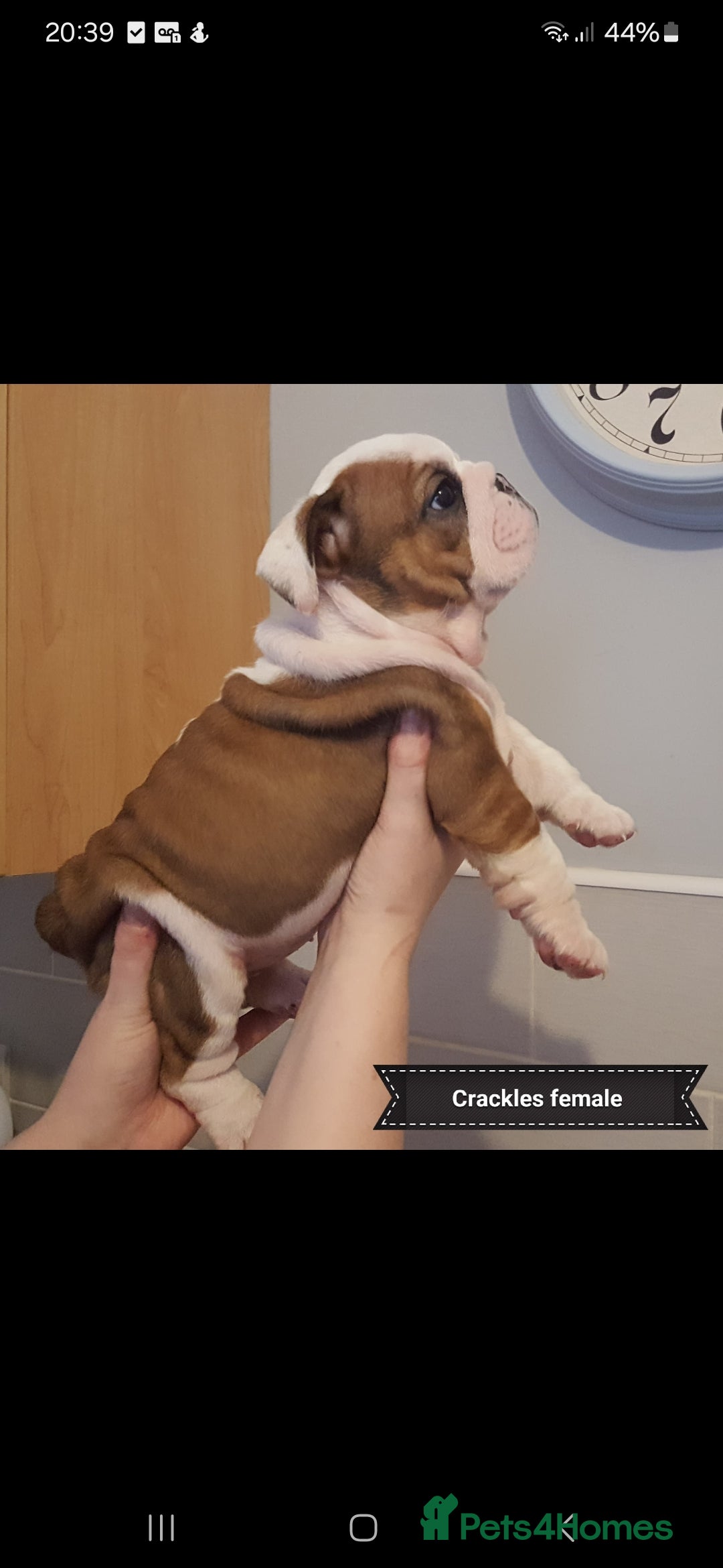 English Bulldog dogs for stud: Apollo 1 bulldog HUU clear stud boy in York - Image 16