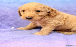 Mini Goldendoodle dogs for sale: Gorgeous Mini Goldendoodles By Therapy Asst Mom - Image 18