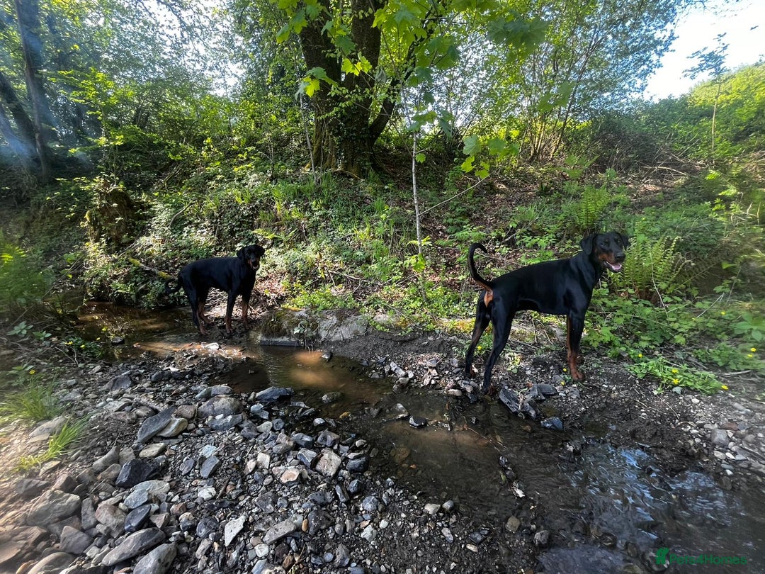 Dobermann dogs for sale: 🐾 Doberman Puppies – Waiting List Now Open 🐾 - Advert 6
