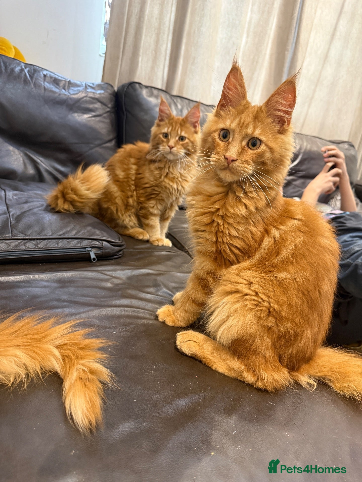 Maine Coon cats Maine Coon kittens - Advert 4