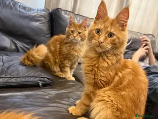 Maine Coon cats Maine Coon kittens - Advert 4