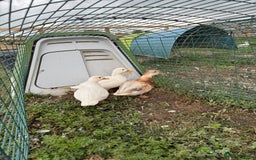 Ducks poultry for sale: FREE TO GOOD HOME - Image 1