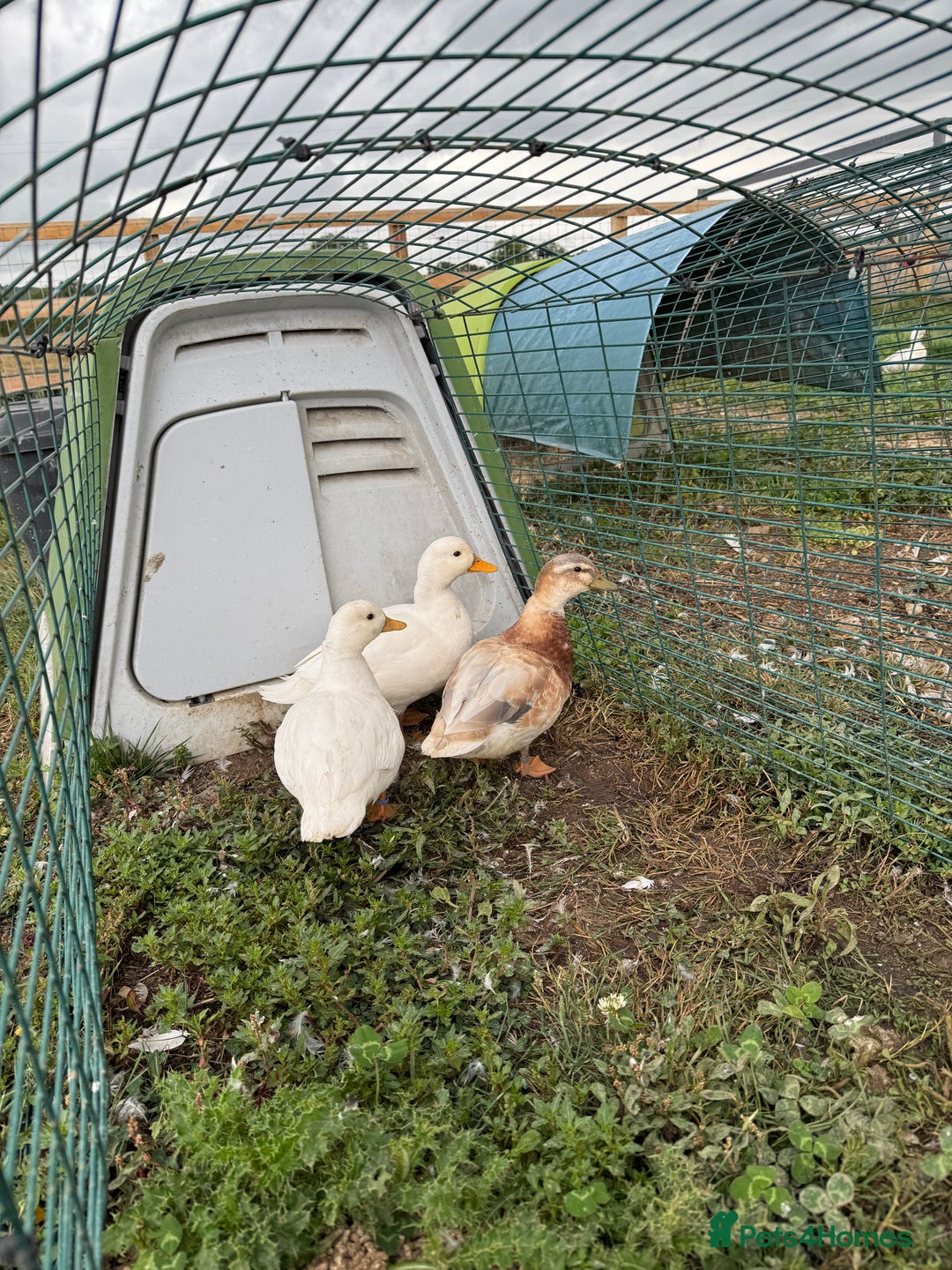 Ducks poultry for sale: FREE TO GOOD HOME - Image 1