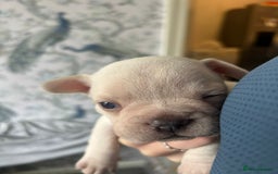 French Bulldog dogs for sale: REDUCED French Bull Dog Pups  - Image 10