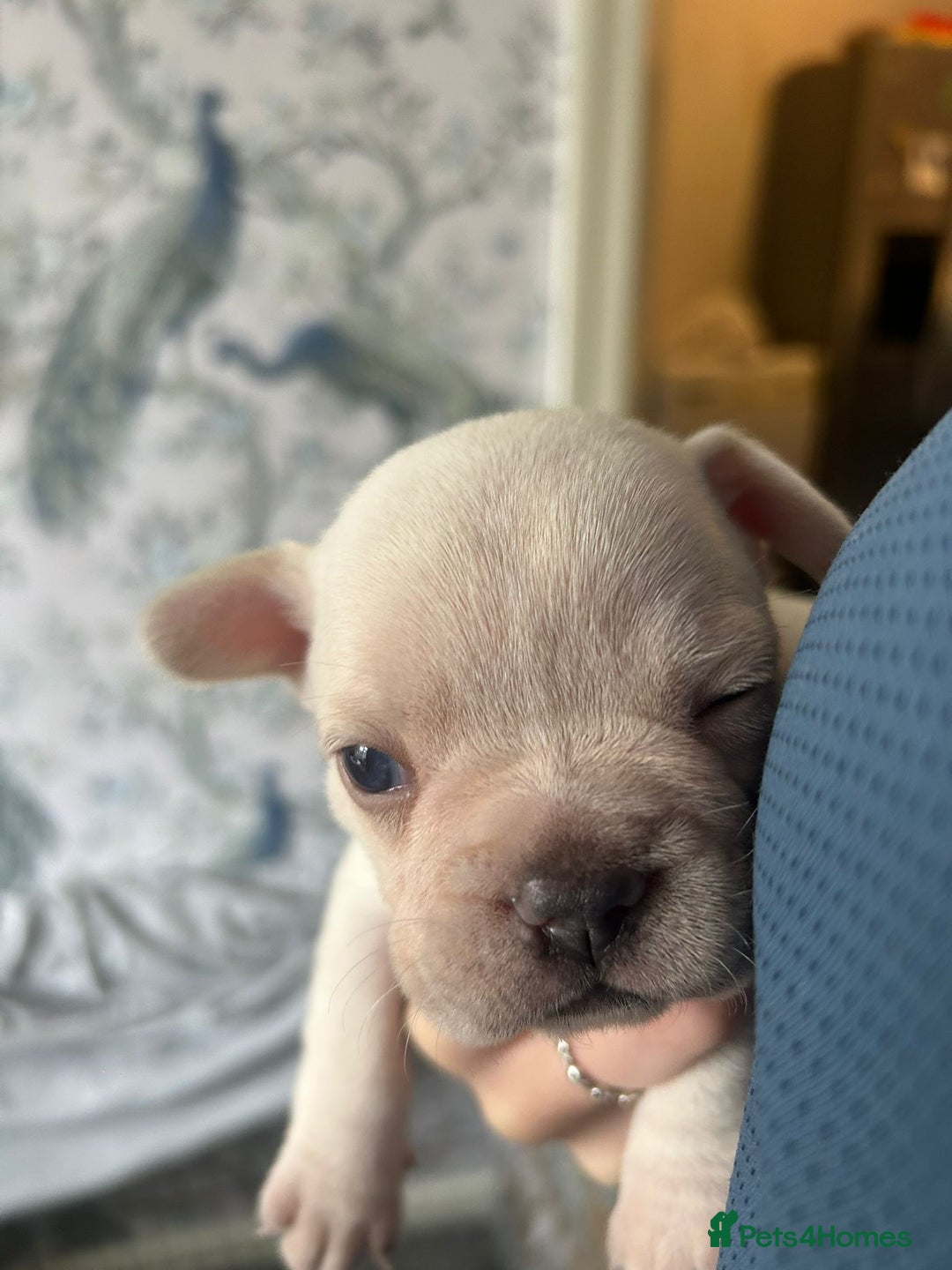 French Bulldog dogs for sale: REDUCED French Bull Dog Pups  - Image 10