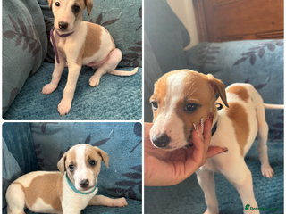 Whippet dogs 3 WHIPPET PUPPIES left - Advert 1