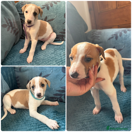 Whippet dogs 3 WHIPPET PUPPIES left - Advert 1