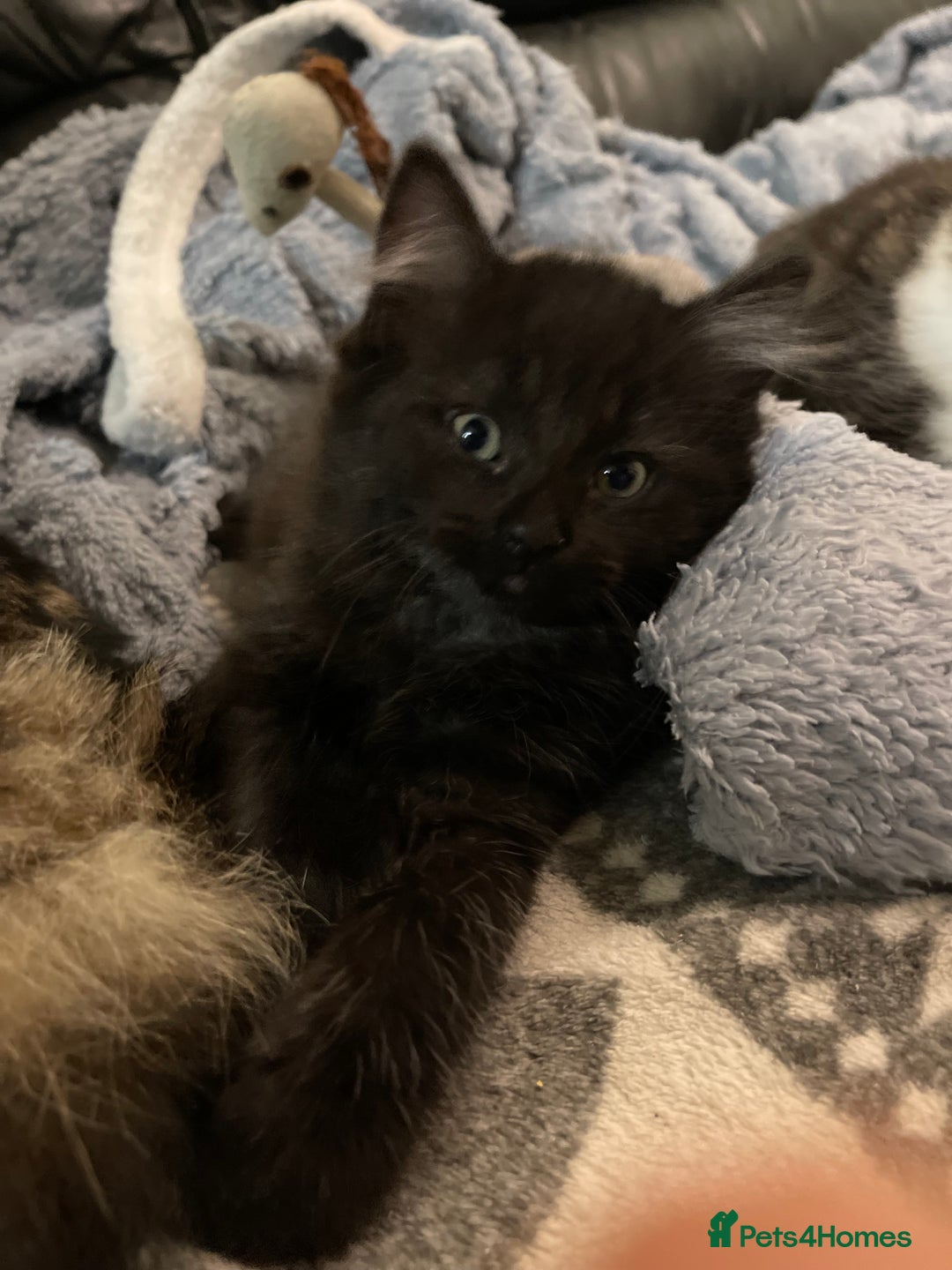 Mixed Breed cats for sale: Black Female kitten  - Advert 5