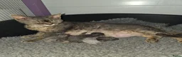 Devon Rex cats for sale: Pedigree TICA Registered Devon Rex - Advert 8