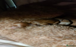 Miniature Poodle dogs for sale: ✨ Miniature Poodle Puppies for Reservation! ✨   - Image 11