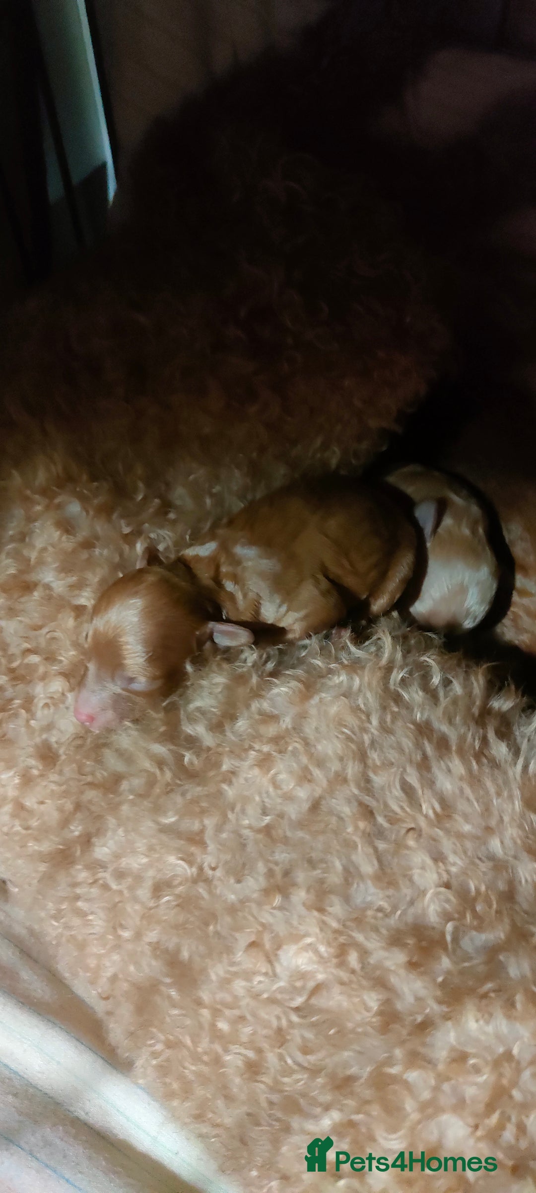 Miniature Poodle dogs for sale: ✨ Miniature Poodle Puppies for Reservation! ✨   - Image 11