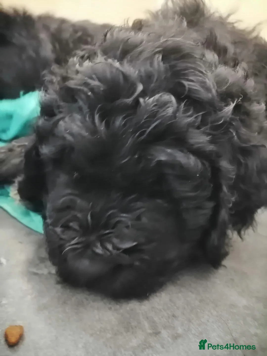 Standard Poodle dogs for stud: Cream K.C reg Standard Poodle 4 Stud  in Chesterfield - Advert 16