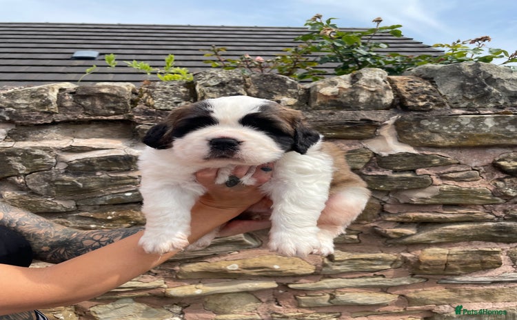 Saint Bernard dogs - Advert 1