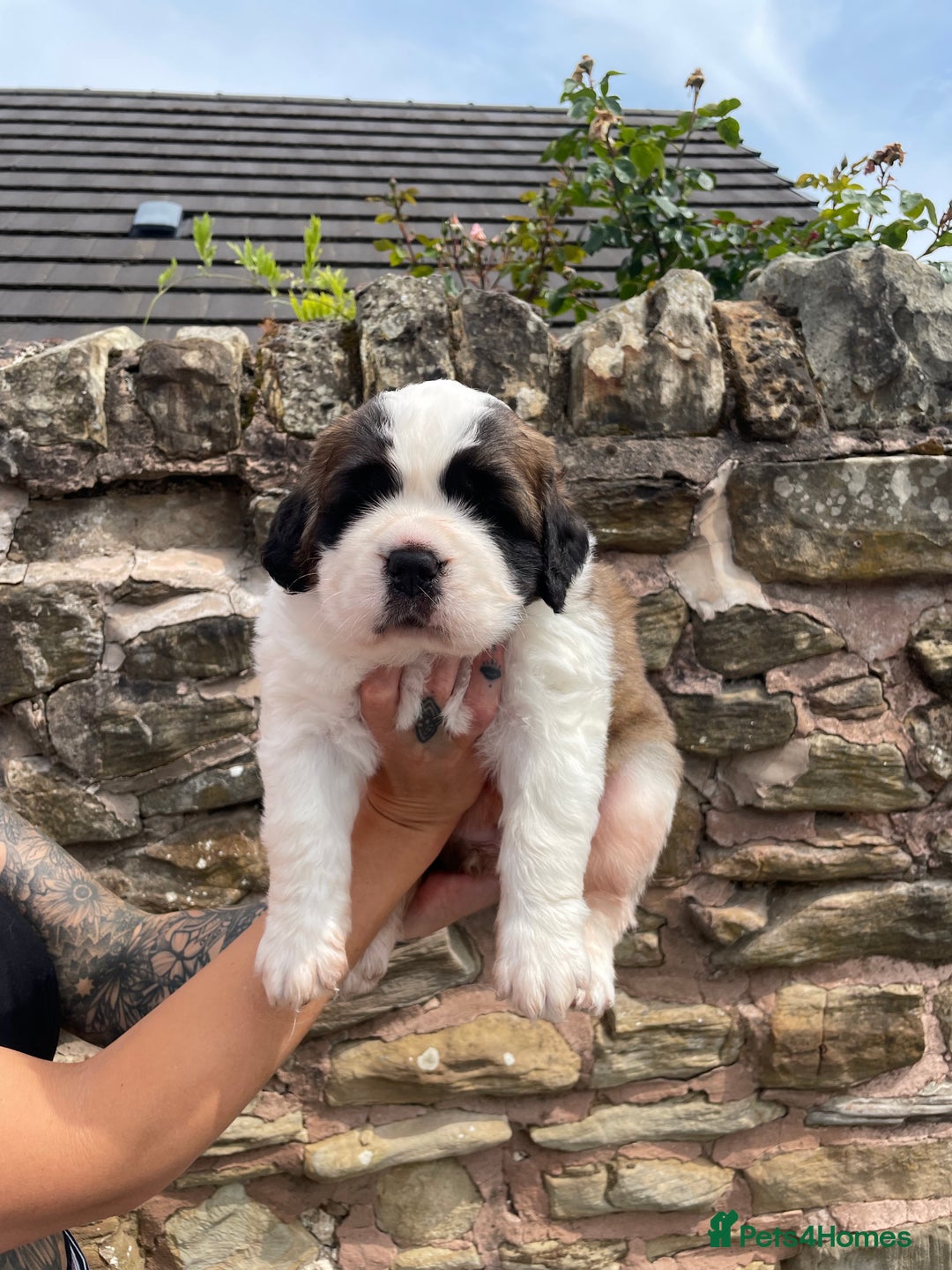 Saint Bernard dogs for sale: Saint Bernard puppies. Ready to leave  - Image 1