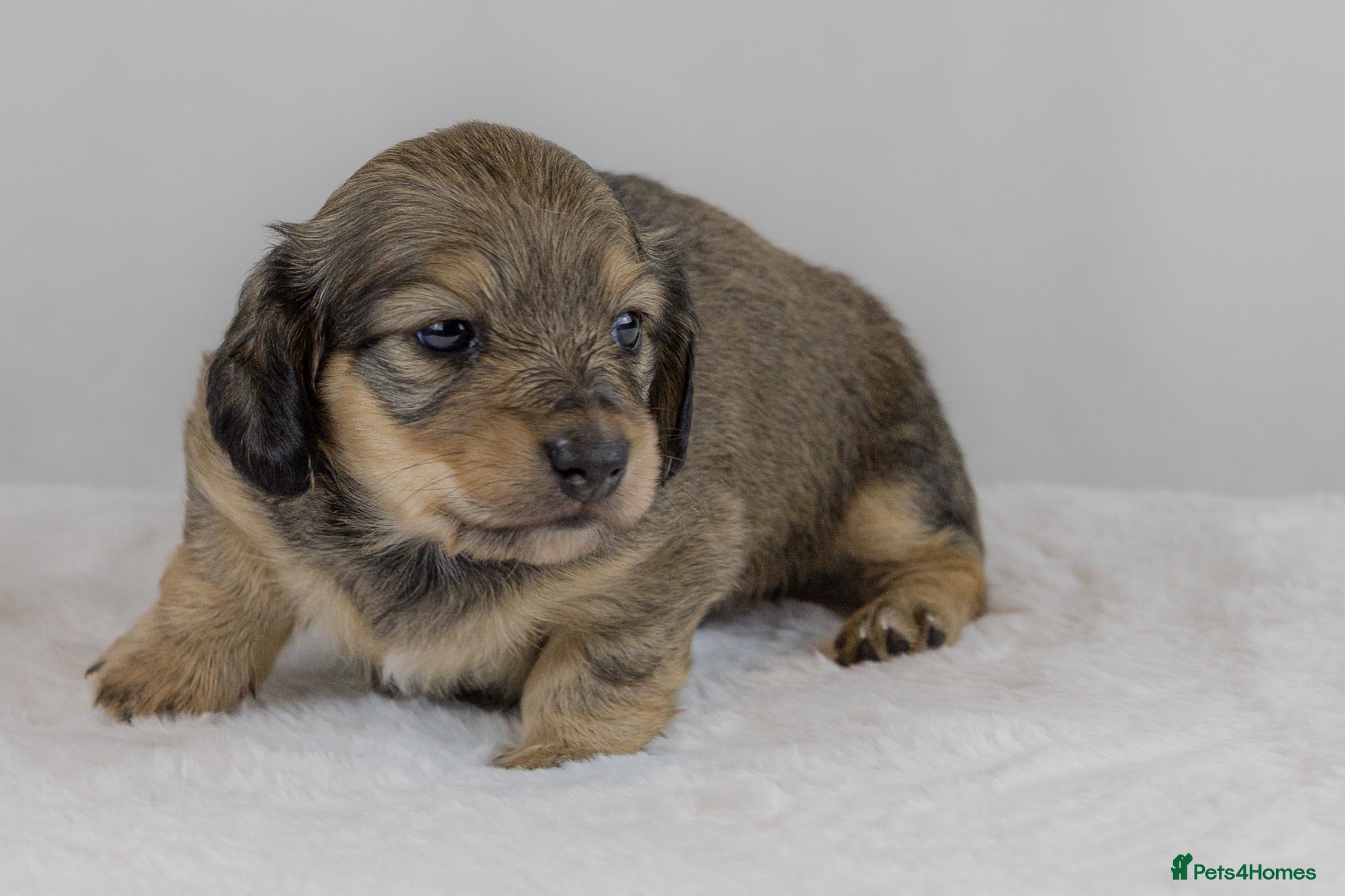 Miniature Dachshund dogs Stunning PRA clear L/H champion pup  - Advert 2