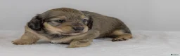 Miniature Dachshund dogs for sale: Stunning PRA clear L/H champion pup  - Advert 3
