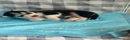Siberian Husky dogs for sale: Adorable Siberian huskies  in Saint Helens - Advert 24