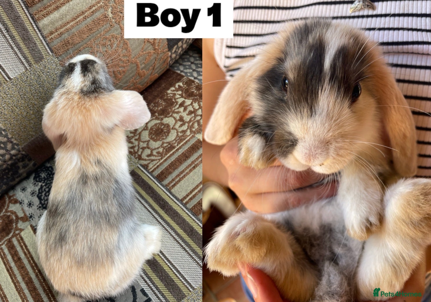 Mixed Breed rabbits 8 Mini Lop Cross Babies - Advert 3