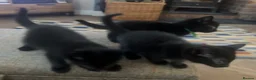 Mixed Breed cats for sale: Black Kittens for Sale in Cumnock - Advert 5