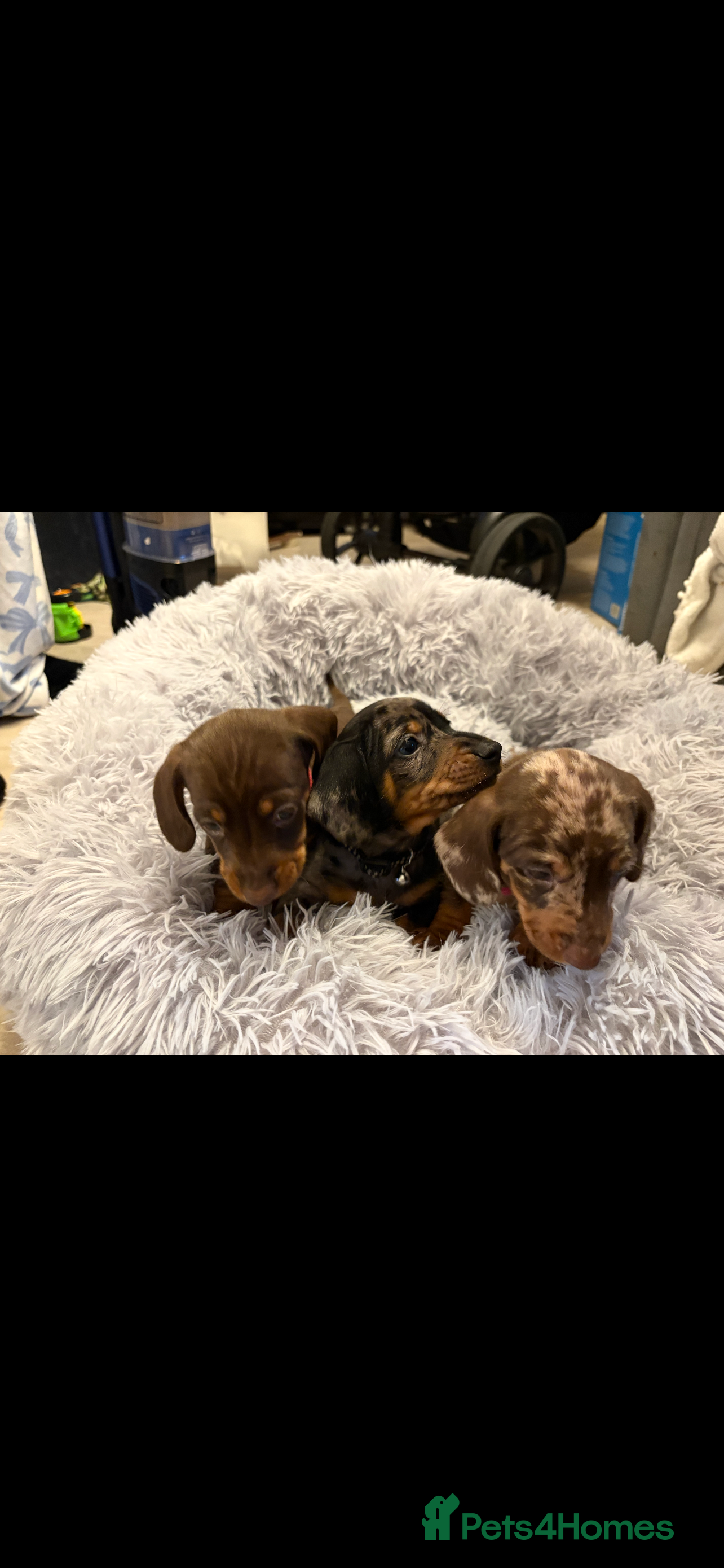 Dachshund dogs Dachshund for sale  - Advert 1