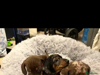 Dachshund dogs Dachshund for sale - Advert 1