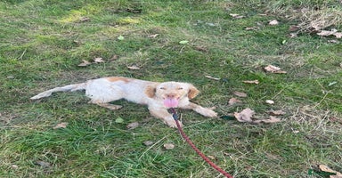 Cocker Spaniel dogs Beautiful cocker boy 💙🐶 - Advert 15