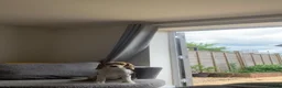 Beagle dogs for sale: Pair of beagle dogs for rehoming. - Advert 6