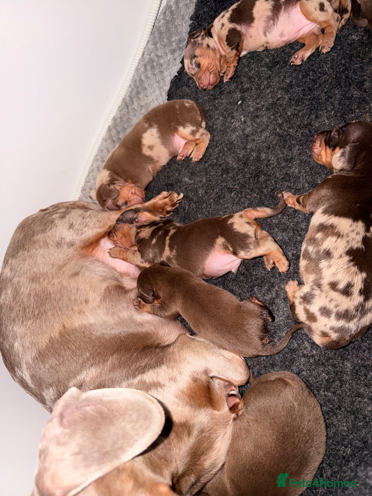 Dachshund dogs Beautiful dachshund puppies  - Advert 2