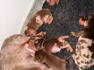 Dachshund dogs Beautiful dachshund puppies - Advert 2